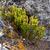 Growing in a rock crevice