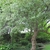 Small tree in the landscape.
