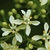 Flowers have 4 or 5 petals and an unpleasant fragrance.