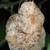 Fruit Close-up (Jackson County, TX)-Early Fall