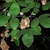 Leaves and fruit (Jackson County, TX)-Early Fall