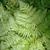 Pteridium aquilinum