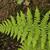 Pteridium aquilinum