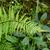 Pteris
