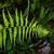 Pteris
