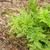 Pteris adscensionis