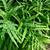 Pteris cretica