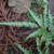 Pteris nipponica