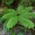Pteris tripartita