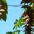 Pterocarya stenoptera