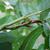 Pterocarya stenoptera