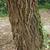 Bark
