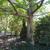 A Tonkin wingnut tree grows in J.C. Raulston arboretum (2011)