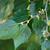 Buds and Leaves