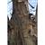Bark