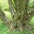 Trunk and bark