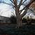 Pterokarya during winter in the J.C. Raulston Arboretum (2019)