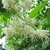 Clusters of white flowers.