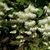 Pendulous panicles of white flowers