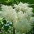 Pendulous panicles of white flowers