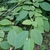 Shoot with alternate ovate leaves.
