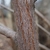 Reddish bark.
