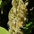 Pendulous panicles of hispid hairy fruits.
