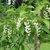 Small tree with pendulous panicles of white flowers.