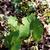 Sanguinaria canadensis