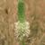 Sanguisorba canadensis