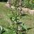 Stachys tenuifolia