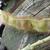 Pueraria lobata