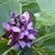 Pueraria lobata