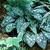 Pulmonaria saccharata