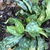 'Trevi Fountain' Leaves - October - Wake Co., NC