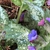 'Trevi Fountain' Flower & Leaves Closeup - Wake Co., NC