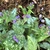 'Trevi Fountain' Flower & Leaves - Wake Co., NC