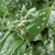'Trevi Fountain' Flower & Leaves - April 15 - Wake Co., NC