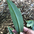 Dark green underside of leaf