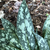 Close-up of a dark green variegated leaf