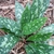 Dark green leaves with large silver blotches