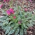 Plant with variegated leaves and purple-pink flowers