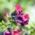 Close-up of pinkish purple funnel-shaped flowers