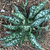 Pulmonaria 'Raspberry Splash'