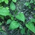 Pulmonaria officinalis