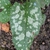 Pulmonaria officinalis