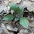 Pulmonaria officinalis