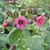 Pulmonaria officinalis