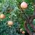 Punica granatum