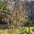 Punica granatum